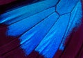 Wings of a butterfly Ulysses. Wings of a butterfly texture background. Royalty Free Stock Photo