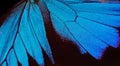 Wings of a butterfly Ulysses. Wings of a butterfly texture background. Closeup. Royalty Free Stock Photo