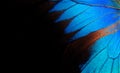 Wings of a butterfly Ulysses. Wings of a butterfly texture background. Closeup. Royalty Free Stock Photo