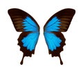 Wings of a butterfly Ulysses. Ulysses butterfly wings isolated on a white background. Royalty Free Stock Photo