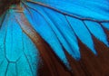 Wings of a butterfly Ulysses. Wings of a butterfly texture background. Closeup Royalty Free Stock Photo
