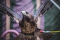 wings, exhibition of birds of prey in a medieval fair, detail of Royalty Free Stock Photo