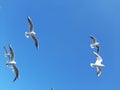 Wings, Fliying birds and sky Royalty Free Stock Photo