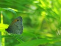 On a light green background butterfly sat down on the grass