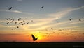 On The Wings Of Freedom - Birds Flying And Broken Chains Royalty Free Stock Photo