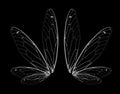 Wings of Insect cicada on black bacground Royalty Free Stock Photo