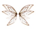 Wings of Insect cicada on white bacground Royalty Free Stock Photo
