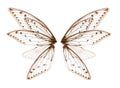 Wings of Insect cicada on white bacground Royalty Free Stock Photo