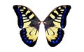 Wings of Insect with Clipping Path.