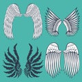 Wings isolated animal feather pinion bird freedom flight natural peace design vector illustration. Royalty Free Stock Photo