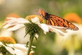 Wings of monarch butterfly on a white daisy Royalty Free Stock Photo