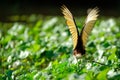 Wings of the northern jacana