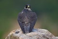 Wings of peregrine falcon. Rainy day with falcon. Peregrine Falcon, bird of prey sitting on the stone in the rock, detail portrait