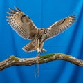 Wings possibly an Eurasian eagle owl Bubo bubo perched on a branch covered Royalty Free Stock Photo