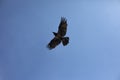 Wings of raven. Flight of black bird. Black raven against sky Royalty Free Stock Photo