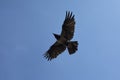 Wings of raven. Flight of black bird. Black raven against sky Royalty Free Stock Photo