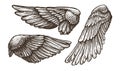 Wings set sketch. Hand drawn heraldic bird or angel wings, vector illustration outline collection Royalty Free Stock Photo