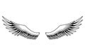 Wings sketch. Stylized birds wings. Hand drawn contoured stiker wing in open position. Vector design elements in