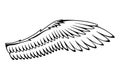 Wings sketch. Stylized birds wings. Hand drawn contoured stiker wing in open position. Vector design elements in