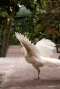 Wings spread, displaying male white peacock Pavo cristatus