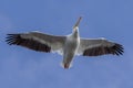 Wings Spread White Pelican Flying Overhead Royalty Free Stock Photo