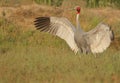 Sarus crane bird in fun