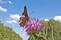 A butterfly Polygonia sits on a field cornflower flower against a blue sky with clouds. Royalty Free Stock Photo