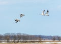 Wings Up, Wings Down, these Snow Geese Look Like They Are Dancing A Ballet