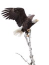 Wings Up Talons Hooked an Eagle on Top of a Tree Royalty Free Stock Photo