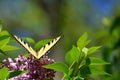Wings in a V Eastern Tiger Swallowtail on pink lilac High Park Royalty Free Stock Photo