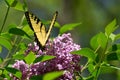 Wings in a V Eastern Tiger Swallowtail on pink lilac High Park Royalty Free Stock Photo