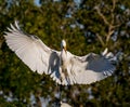 Wings wide open, the great egret lands in rookery Royalty Free Stock Photo