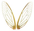 Wings (wth Path) Royalty Free Stock Photo