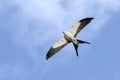 Wingspan Of A Swallow-tailed Kite