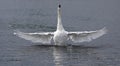 Wingspan white swan Royalty Free Stock Photo