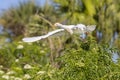 Wingspread Of A Cattle Egret