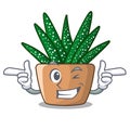 Wink character small zebra cactus plant on pot