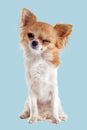 Wink of chihuahua Royalty Free Stock Photo