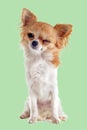 Wink of chihuahua Royalty Free Stock Photo