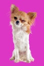 Wink of chihuahua Royalty Free Stock Photo