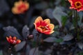 Wink dahlia floral background. Beautiful orange flowers wirh dark leaves in the garden Royalty Free Stock Photo