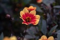 Wink dahlia floral background. Beautiful orange flowers wirh dark leaves in the garden Royalty Free Stock Photo