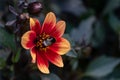 Wink dahlia floral background. Beautiful orange flowers wirh dark leaves in the garden Royalty Free Stock Photo