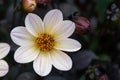 Wink dahlia floral background. Beautiful white flowers wirh dark leaves in the garden Royalty Free Stock Photo