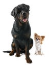 Wink of dogs Royalty Free Stock Photo
