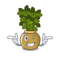 Wink jade plant pot in cartoon yard Royalty Free Stock Photo