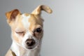 Winking Chihuahua Appears To Say Hello Royalty Free Stock Photo