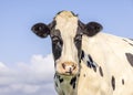 Winking cow, black and white blink with one closed eye, pink nose, in front of  a blue sky Royalty Free Stock Photo