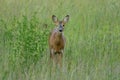 Winking deer