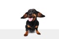 Winking. Flying ears. Purebred, funny, adorable dog, Dachshund standing with tongue sticking out isolated over white Royalty Free Stock Photo